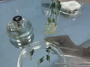 Высокие технологии на службе картофеля!